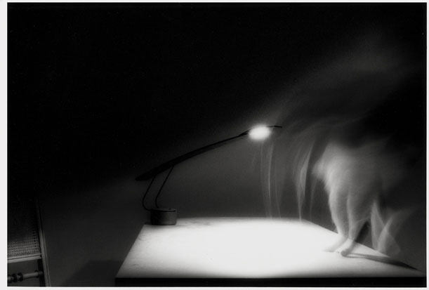 Jochen Könnecke | Serie: Katze auf Tisch, Catwalk | © beim Fotografen
