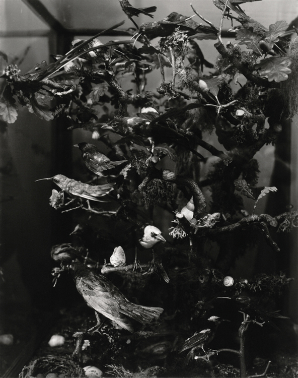 Preisträger 2014: Christian Retschlag | Kleines Archiv der Vögel | 2013 | Silbergelatine | © beim Fotografen
